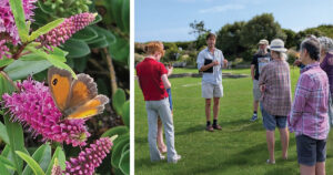 Sunken Garden Society Westbrook Margate Big Butterfly Count